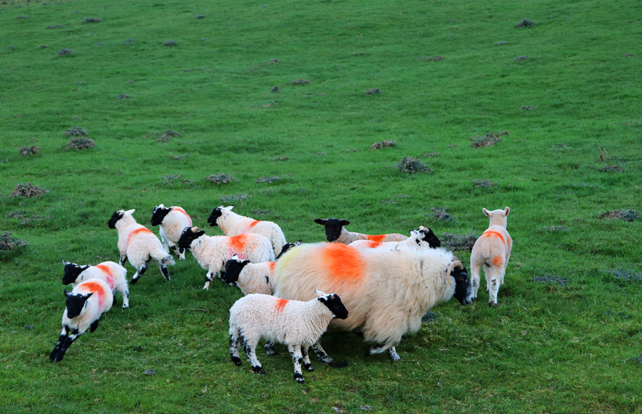 Barnes Gap + Vinegar Hill Tyrone Lavender's Blue